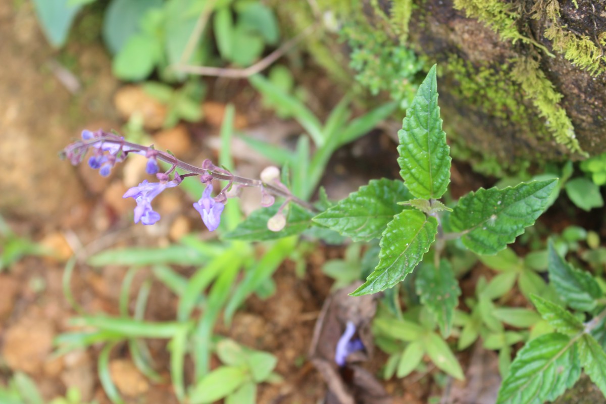 Scutellaria violacea var. violacea Heyne ex Benth.